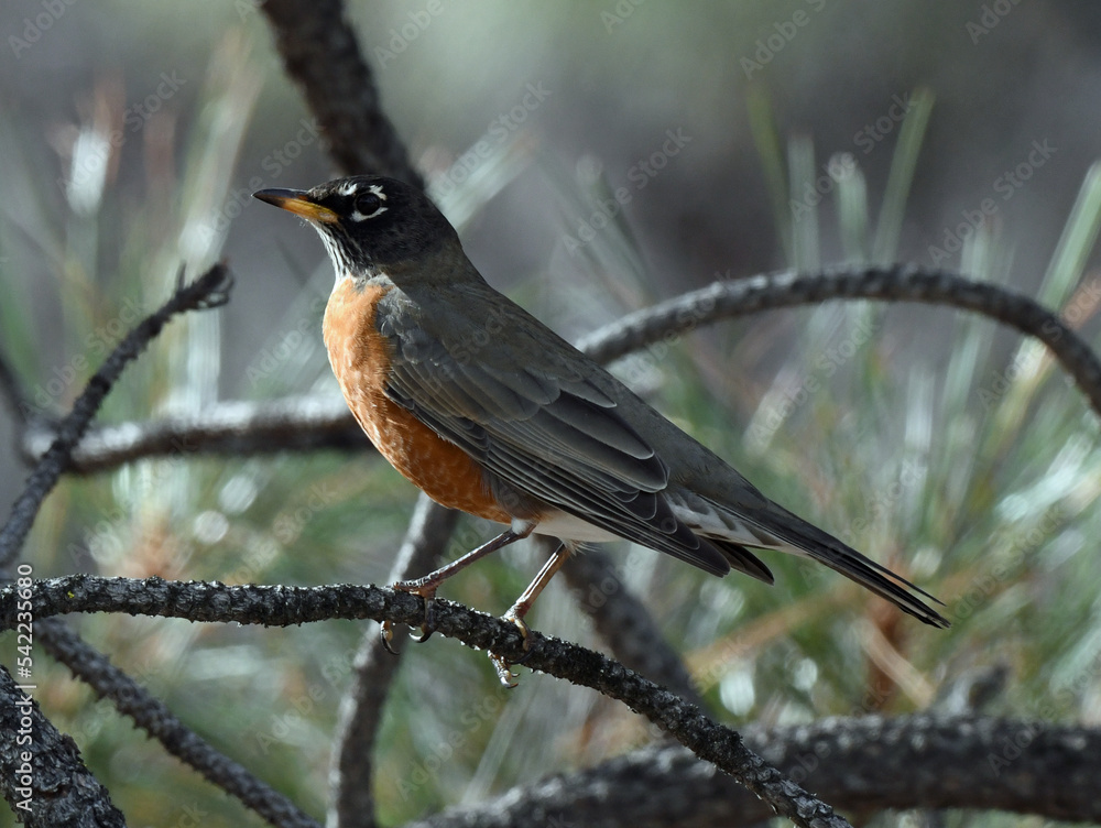 American Robin at Whiskeytown Recreation Area, California American Robin at Whiskeytown Recreation Area, California