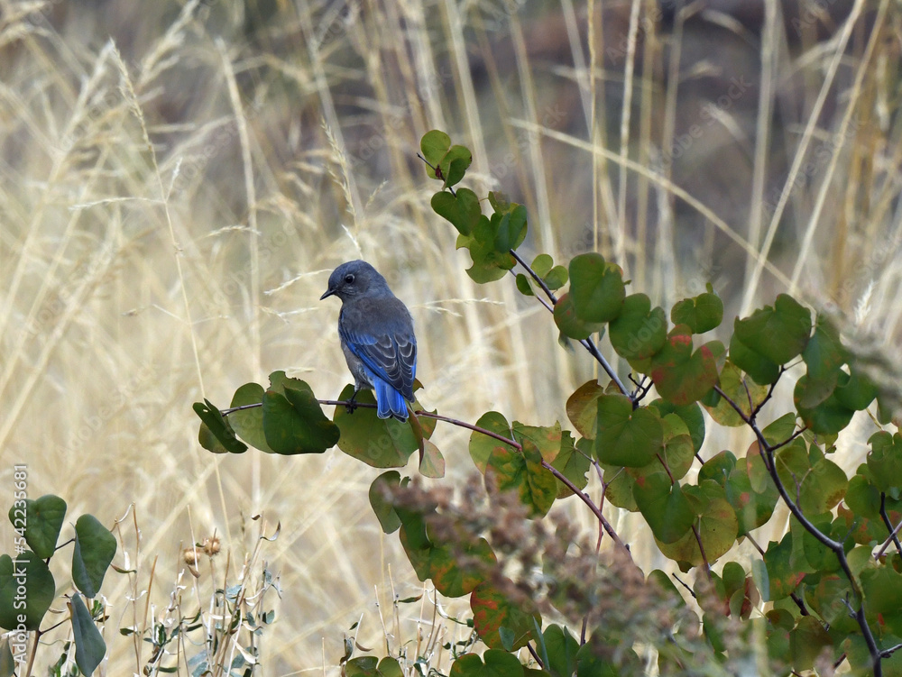 Western Bluebird Perched in a Tree at Whiskeytown Recreation Area, California