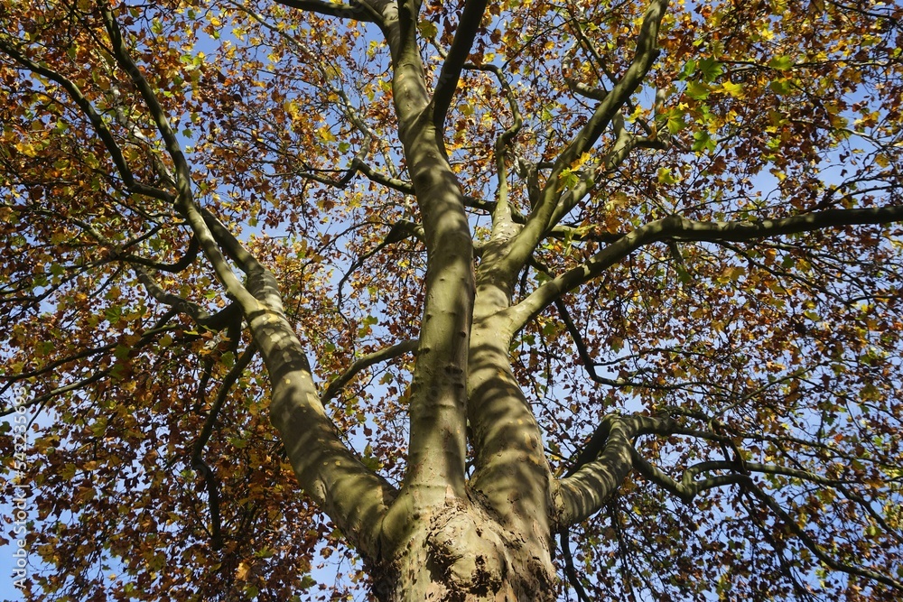 Fototapeta premium Großer hoher Baum mit braunen, gelben und grünen Laubblättern vor Himmel bei Sonne am Mittag im Herbst