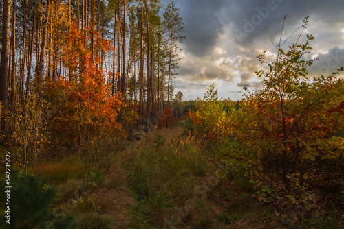 sunset in the forest