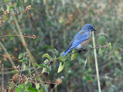 Western Bluebird at Whiskeytown Recreation Area, California