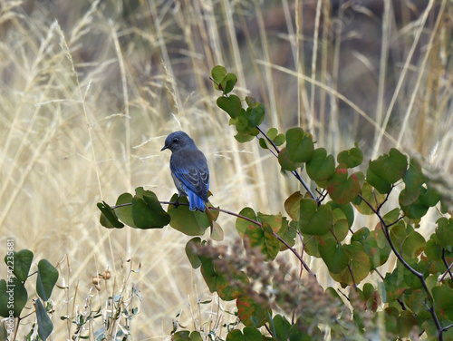 Western Bluebird Perched in a Tree at Whiskeytown Recreation Area, California photo