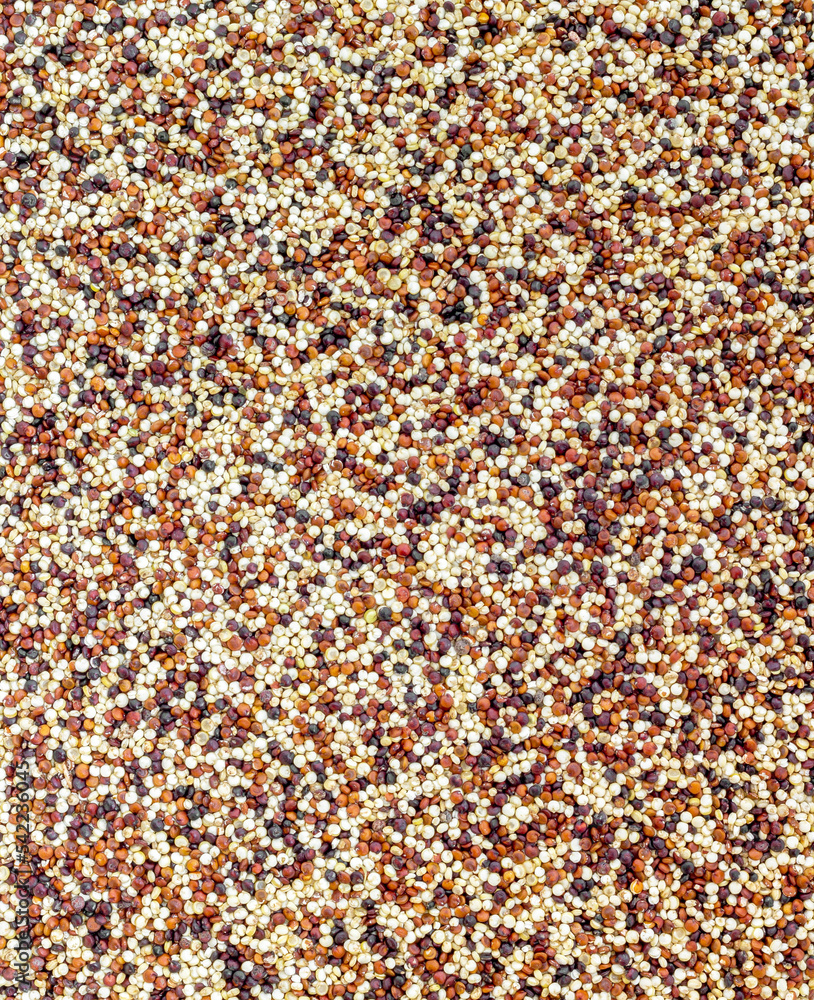 Seeds of uncooked quinoa Seeds of uncooked quinoa
