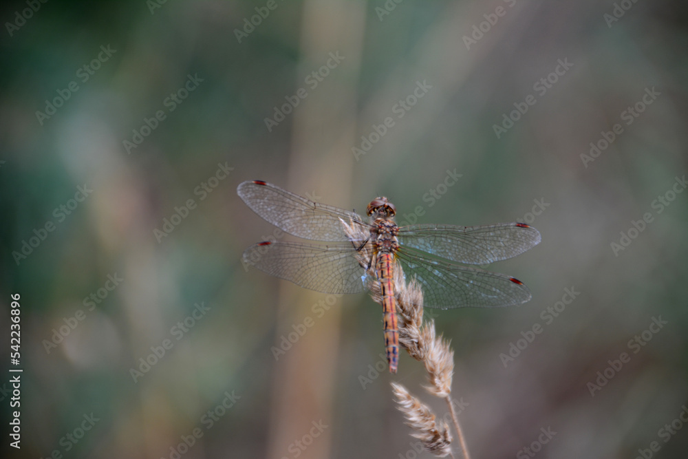 dragonfly isolated sitting on plant, macro dragonfly isolated sitting on plant, macro