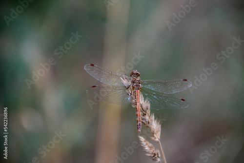 dragonfly isolated sitting on plant, macro