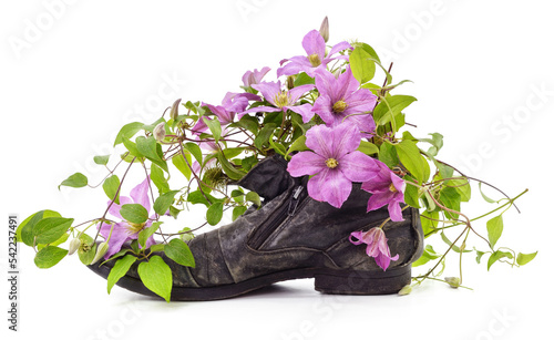 Old shoe with clematis flowers. photo
