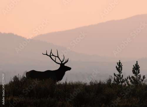 Bull Elk During the Fall Rut in Wyoming