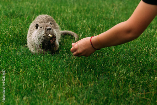 Foto Children feed nutria with vegetables