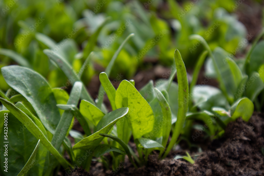 Sprouts of spinach growing in the garden. The concept of healthy eating. Sprouts of spinach growing in the garden. The concept of healthy eating.