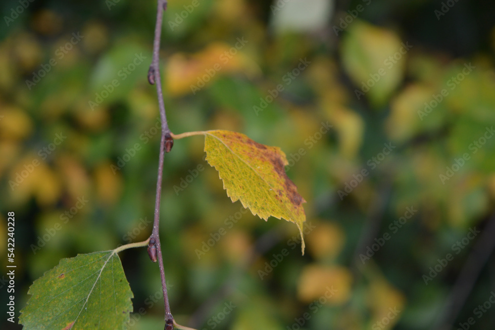 Obraz premium autumn leaves on the tree