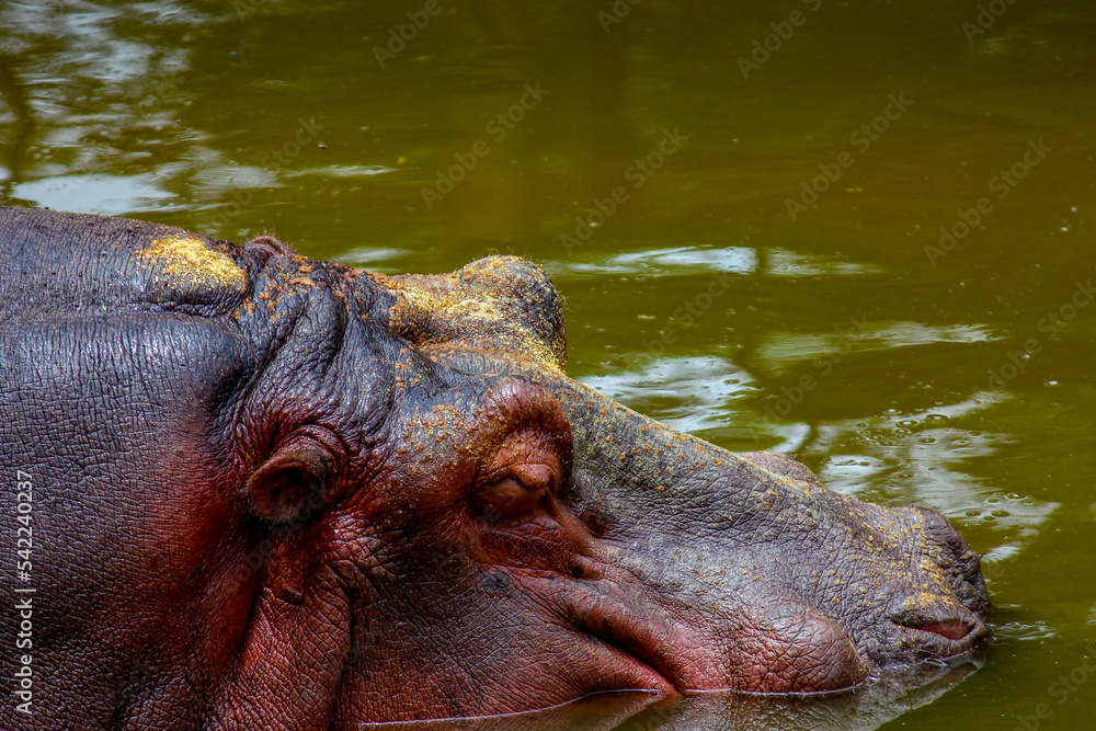 Closeup view of Hippopotamus submerged in the water depicting relaxation and calmness Closeup view of Hippopotamus submerged in the water depicting relaxation and calmness