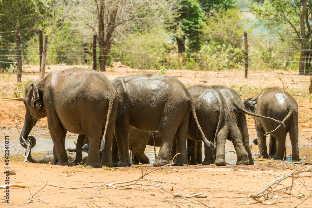 Fototapeta premium elephants