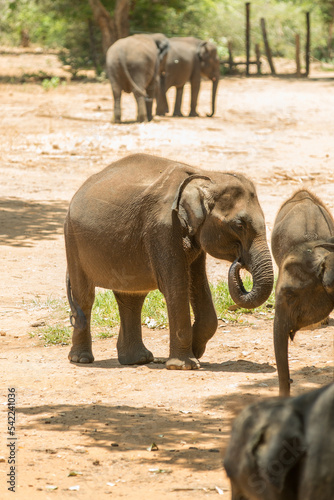 Canvas Print elephants