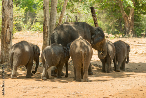 Canvas Print elephants