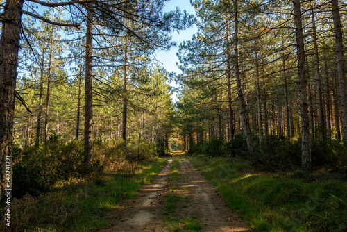 Fotografie Path in the forest of Mount Limbara, Tempio Pausania.
