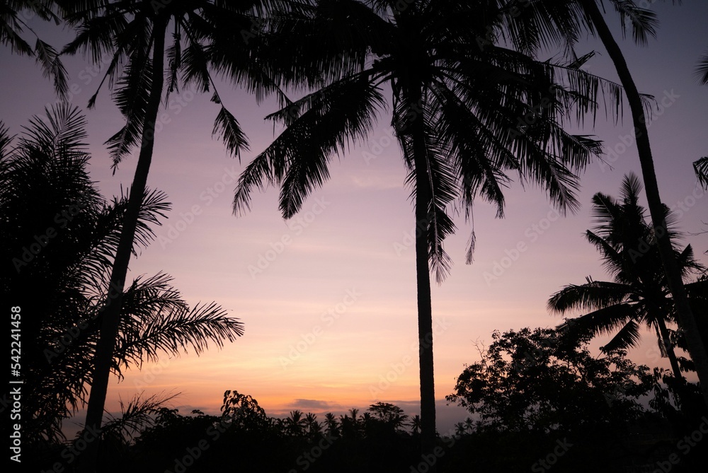 Scenic view of silhouette of palm tree leaves against pinky sky at sunset Scenic view of silhouette of palm tree leaves against pinky sky at sunset