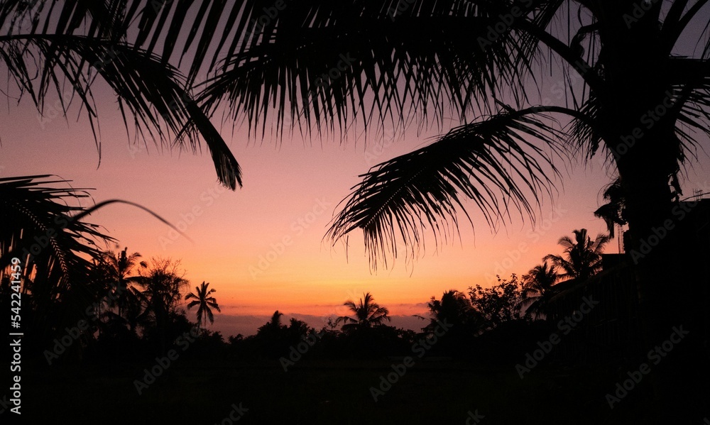 Scenic view of silhouette of palm tree leaves against pinky sky at sunset