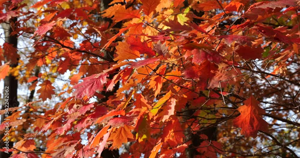 Red autumn leaves of Canadian oak on tree branches. Shooting in autumn in October. Red autumn leaves of Canadian oak on tree branches. Shooting in autumn in October.
