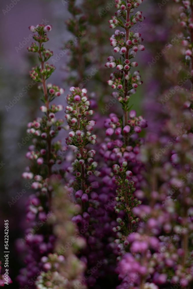 Vertical closeup of beautiful purple common heather flowers, Calluna vulgaris Vertical closeup of beautiful purple common heather flowers, Calluna vulgaris