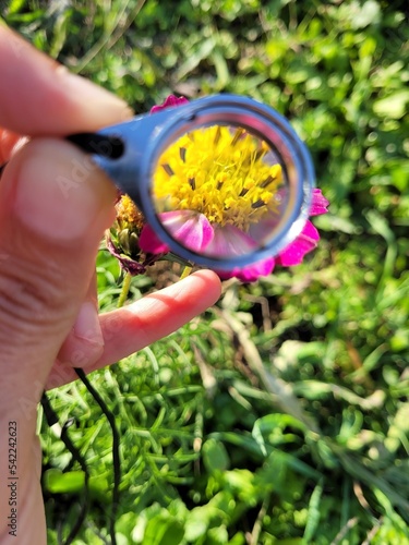 Observation louoe botaniste