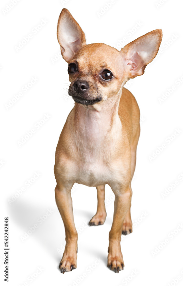 Chihuahua Chihuahua