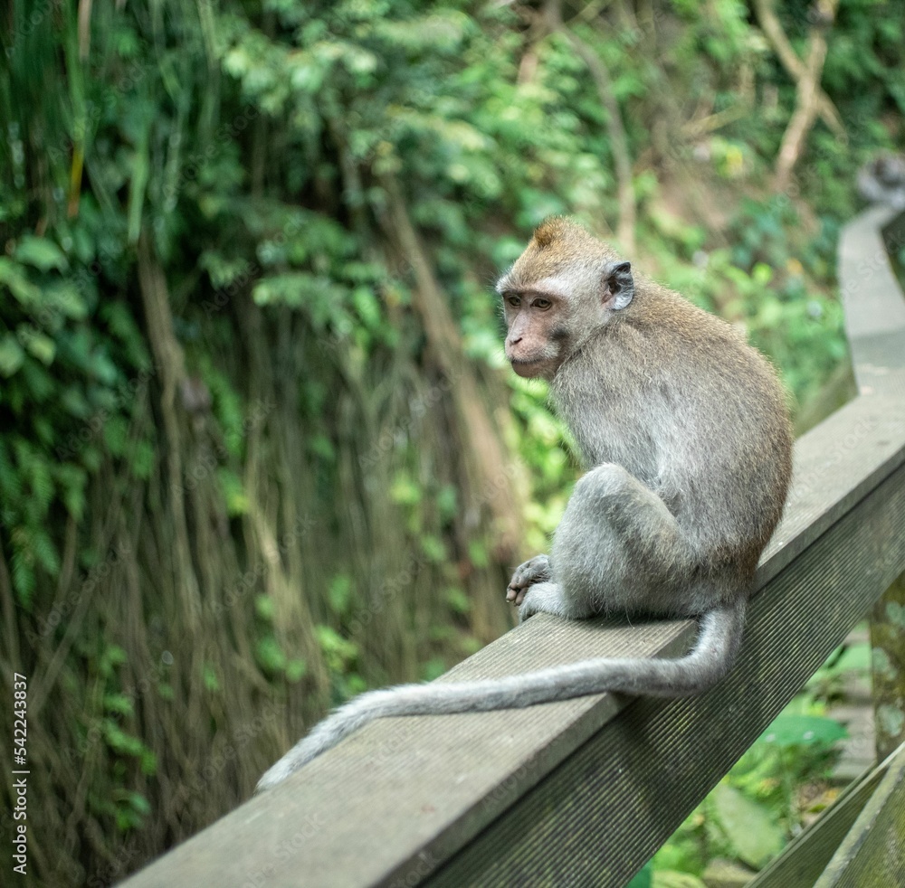 Cute sitting baby monkey in Sacred Ubud Monkey Forest. Bali, Indonesia Cute sitting baby monkey in Sacred Ubud Monkey Forest. Bali, Indonesia
