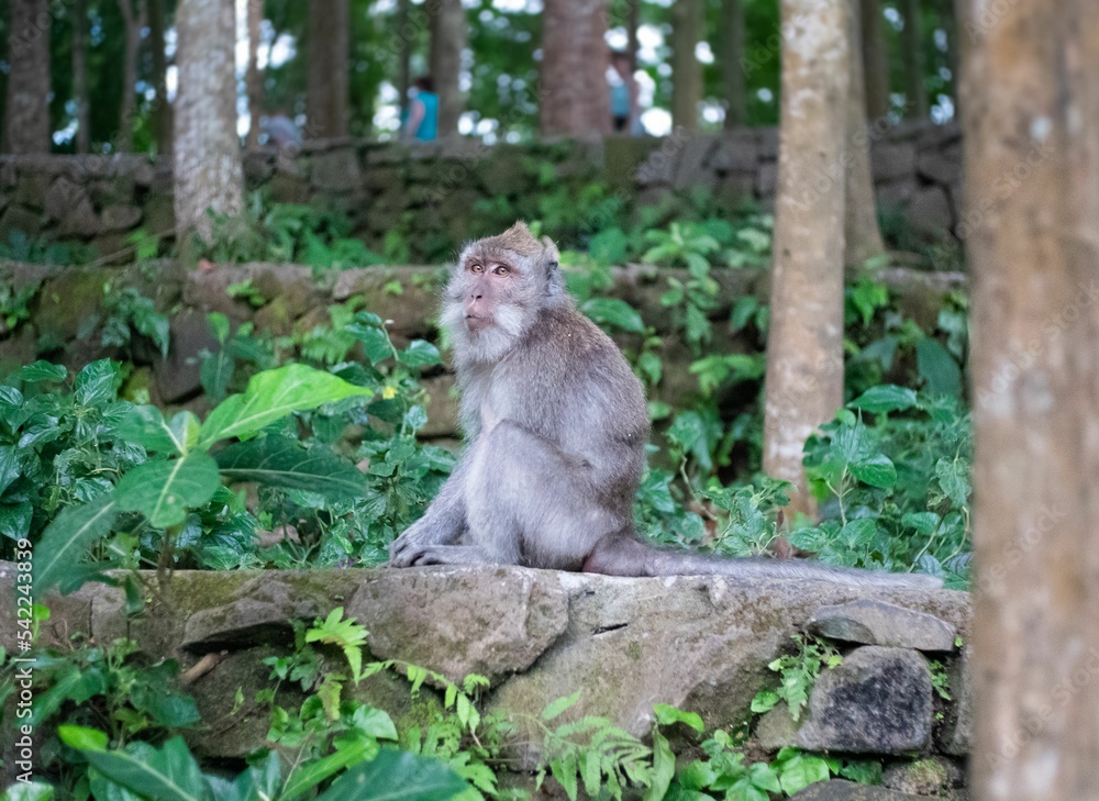 Cute sitting monkey in Sacred Ubud Monkey Forest. Bali, Indonesia