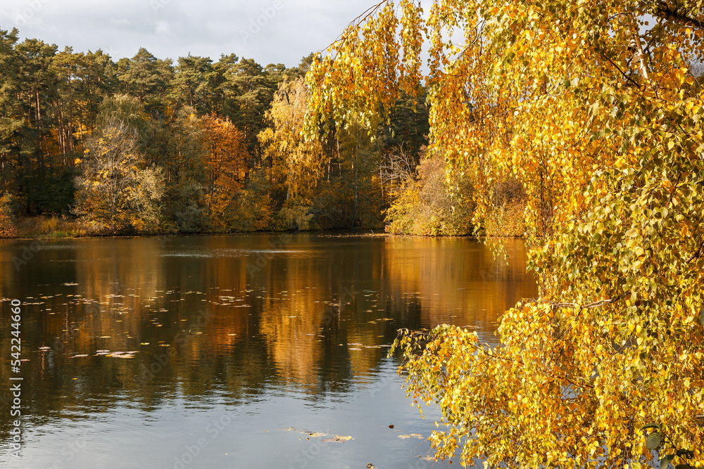 Fototapeta premium Autumn. Beautiful view of the river and the autumn forest.