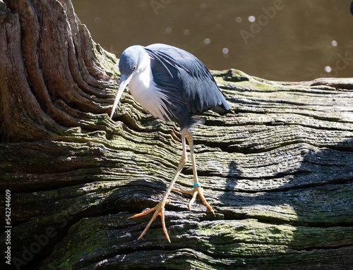 Closeup of a pied heron (Egretta picata) standing on a tree branch by a river photo