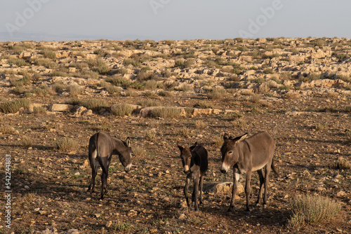 The Table of Jugurtha - Governorate of Kef - North West Tunisia