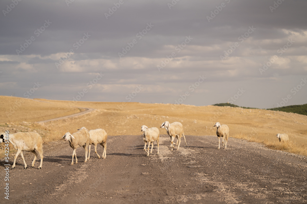 The Table of Jugurtha - Governorate of Kef - North West Tunisia