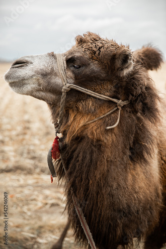 Close-up portrait of a bactrian camel