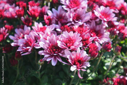 Pink-red tender flowers with green leaves blooming close-up. Chrysanthemums  chrysanths autumn flowerbed with blurred background