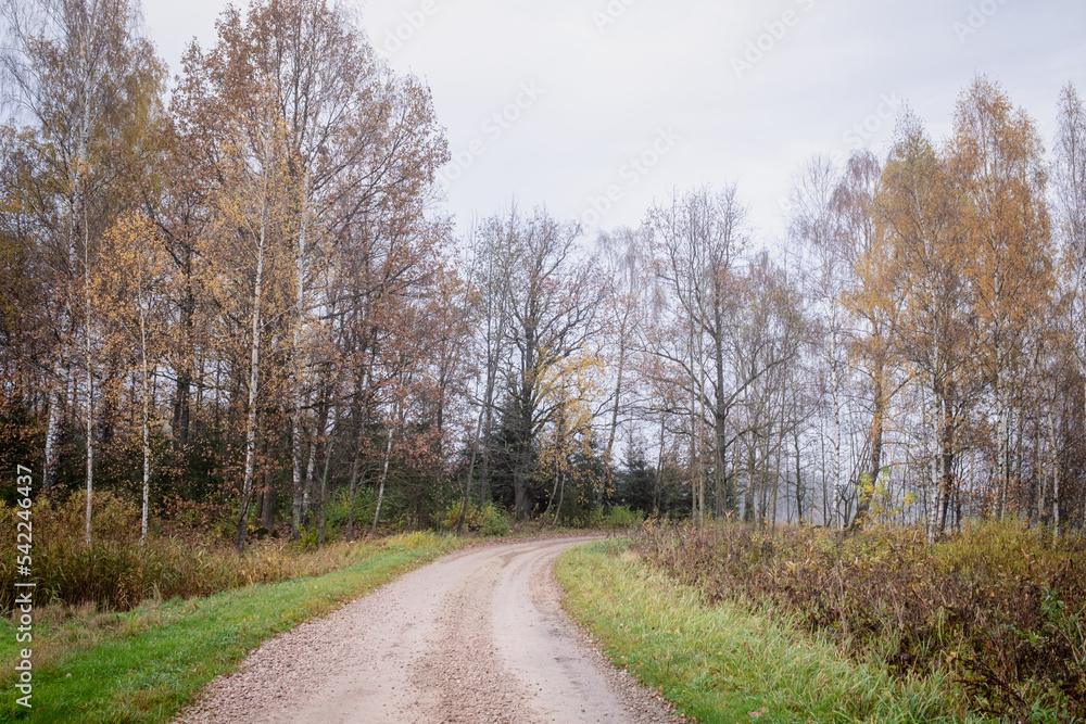 Gravel and sand road in the pine forest. Diminishing perspective of the path in the woods. Walking or driving through the trees on the forest road with green grass on the sides