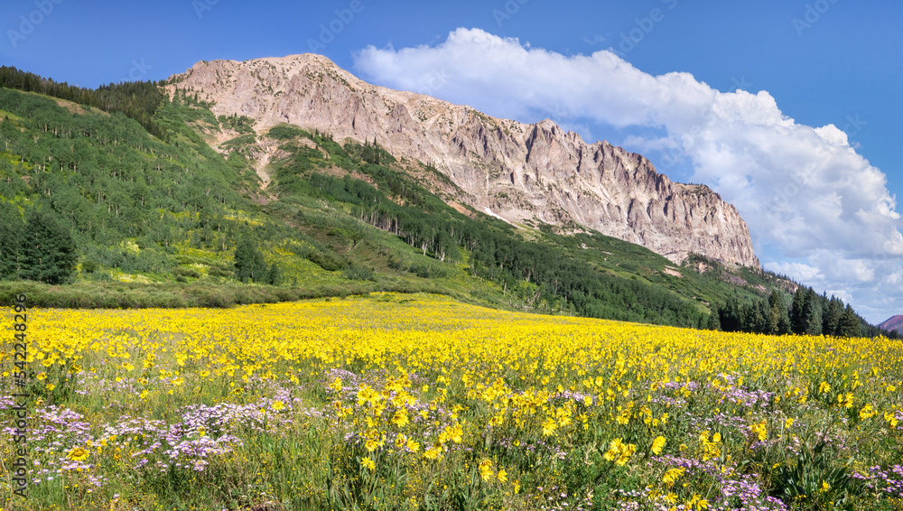 Blanket of  summer wild flowers in the Gothic Crested Butte area of Colorado