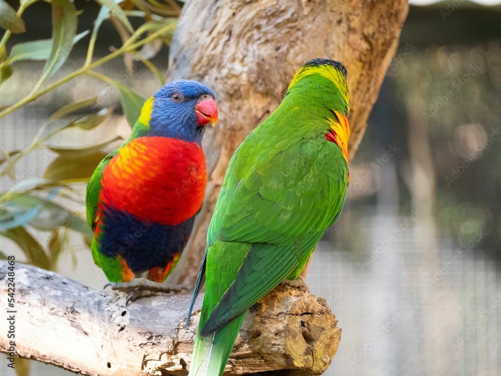 Closeup of two Loriini parrots perched on a tree trunk