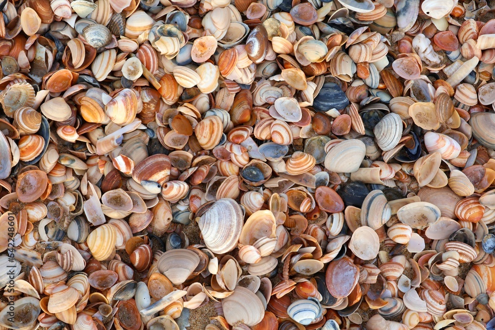 Many seashells in  top view.  Background of shells.