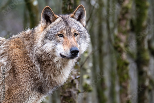 Close up of an adult wolve roaming in the forest
