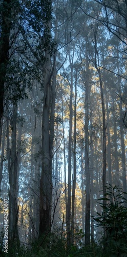 Vertical shot of a forest with tall trees in Healesville, Australia
