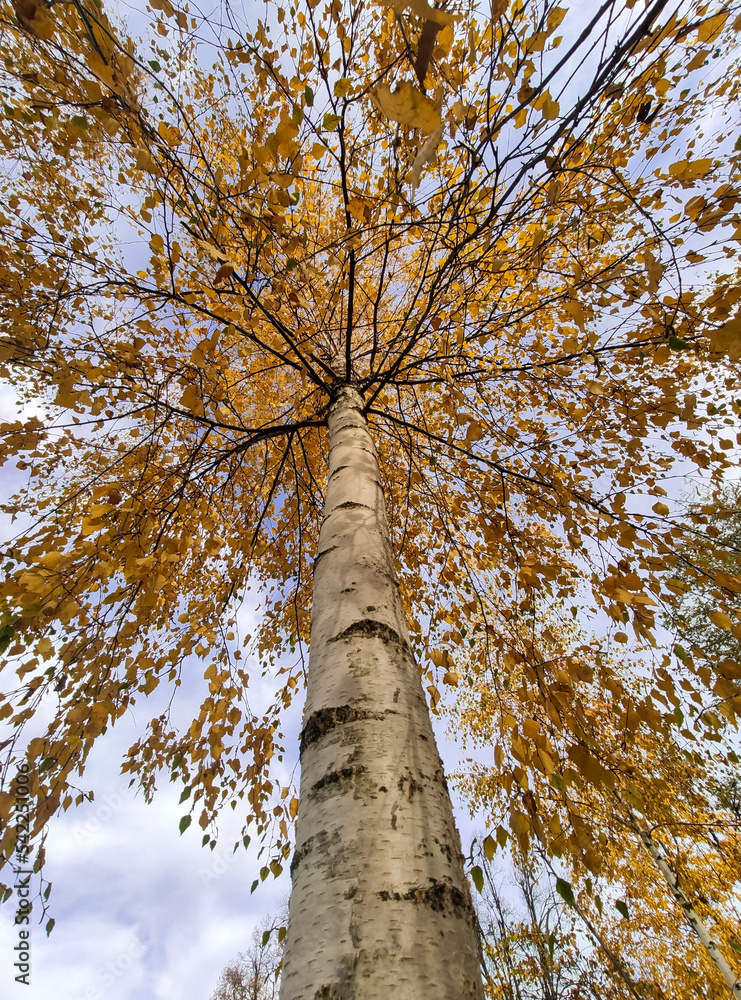 Fototapeta premium autumn in the park