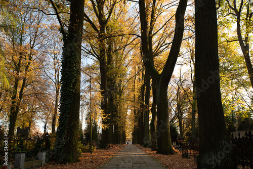 Fototapeta Naklejka Na Ścianę i Meble -  autumn in the park