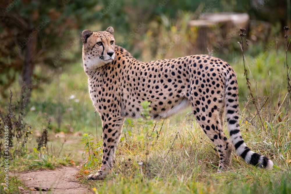 cheetah in the grass cheetah in the grass