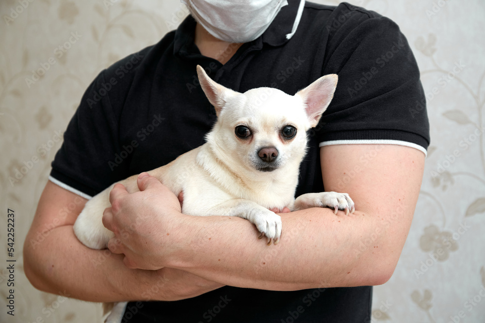 Man hold small dog in his arms. Found a stray dog. The pet was brought to the doctor. Shivers. Closeup. Large ears, short smooth coat. Waiting for vaccination. Volunteer assistance. Frightened animal Man hold small dog in his arms. Found a stray dog. The pet was brought to the doctor. Shivers. Closeup. Large ears, short smooth coat. Waiting for vaccination. Volunteer assistance. Frightened animal