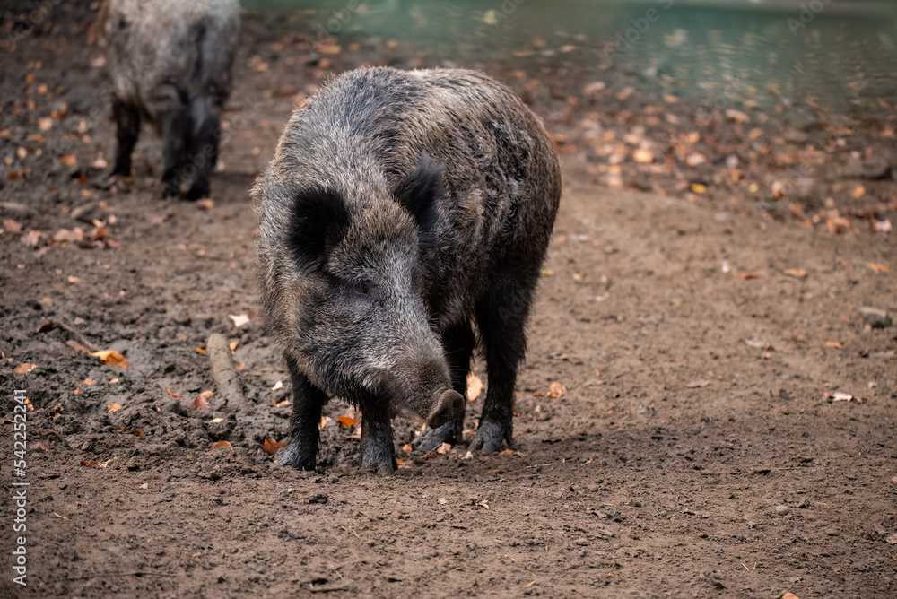 wild boar in the forest