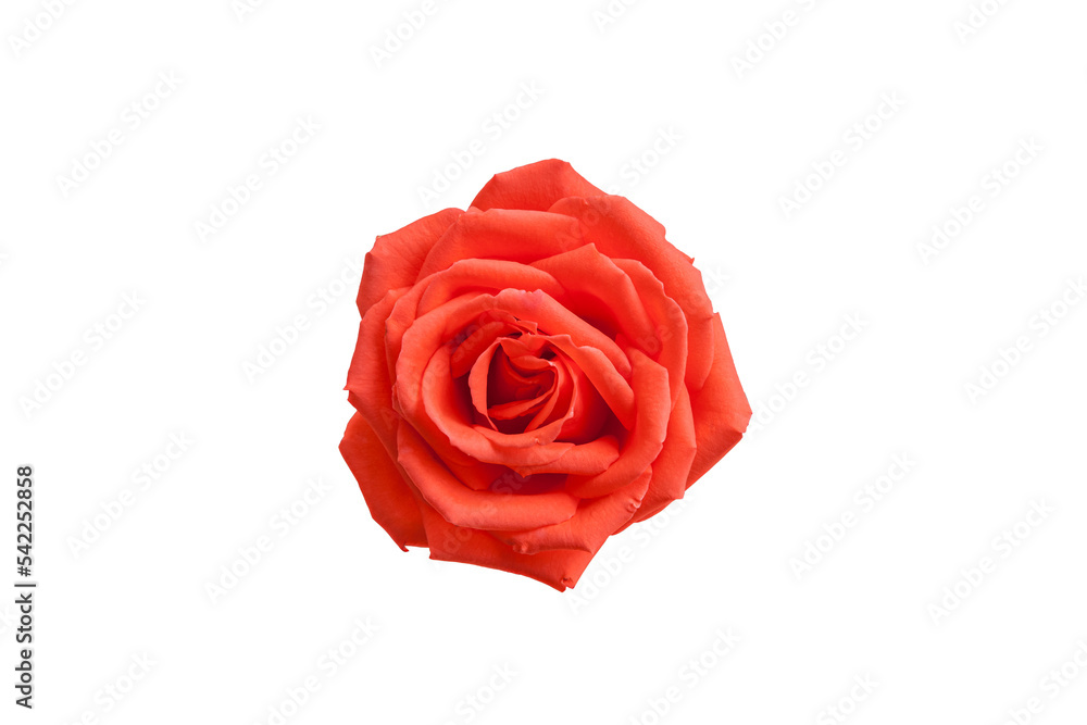 Blooming orange rose flowers with transparent background Blooming orange rose flowers with transparent background