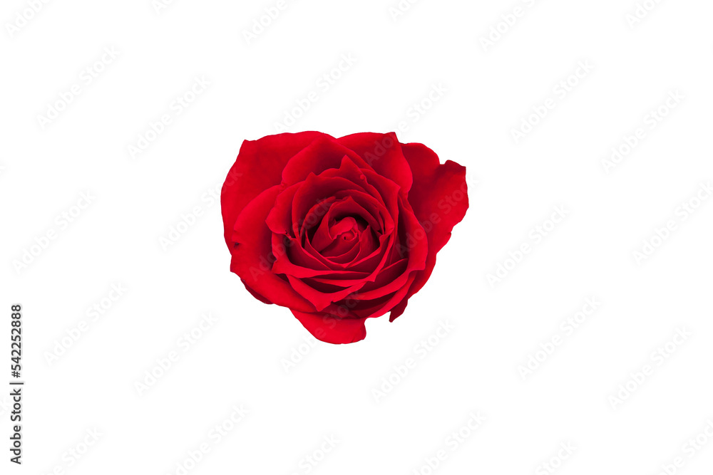 Blooming red rose flowers with transparent background