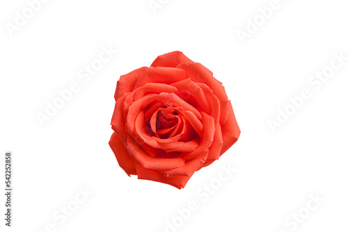 Blooming orange rose flowers with transparent background