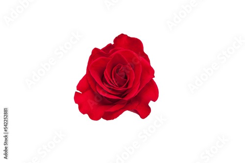 Blooming red rose flowers with transparent background