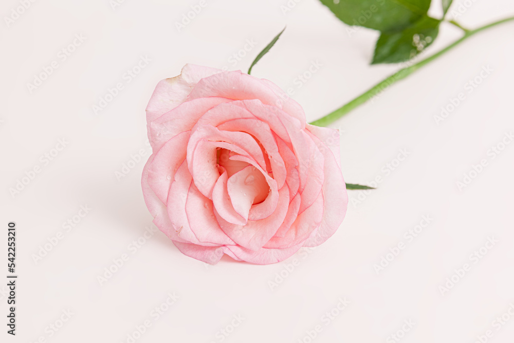 Blooming rose flowers Pink Panther isolated on white background Blooming rose flowers Pink Panther isolated on white background