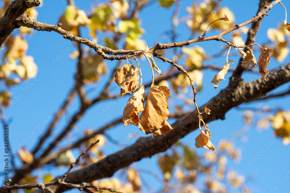 Close-up autumn leaves on blue sky background. Close-up autumn leaves on blue sky background.